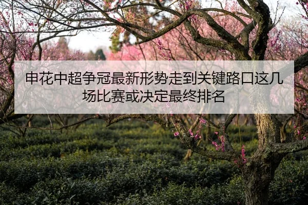 申花中超争冠最新形势走到关键路口这几场比赛或决定最终排名